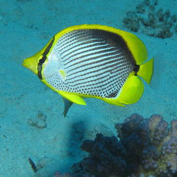 Image of Black-back Butterflyfish