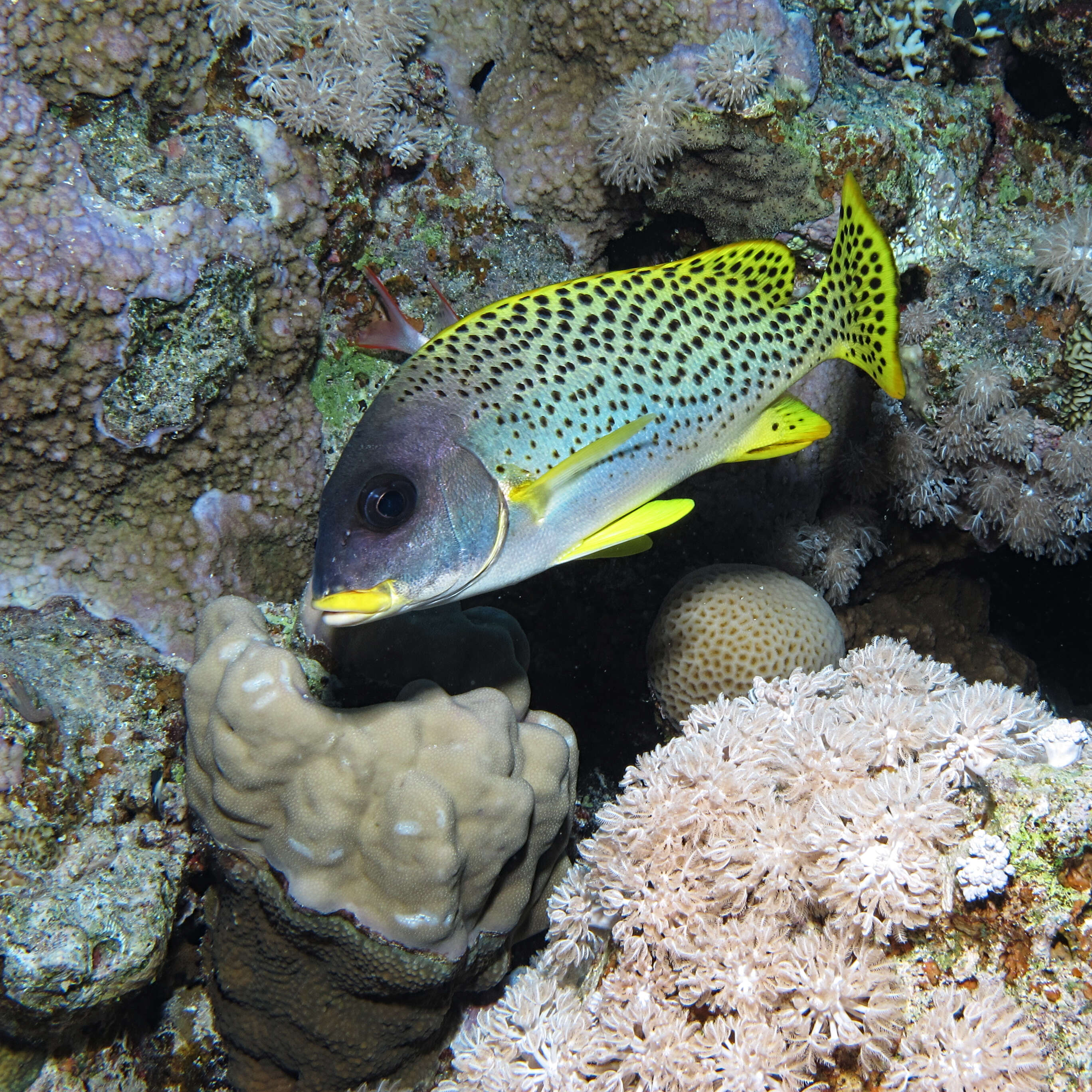 Image of Black-spotted grunt