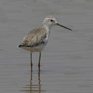 Image of Common Greenshank