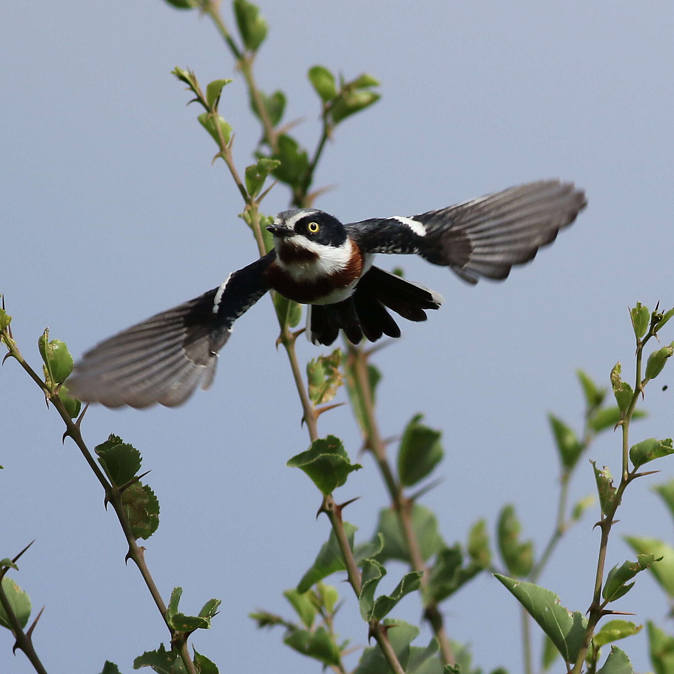 Image of Chinspot Batis