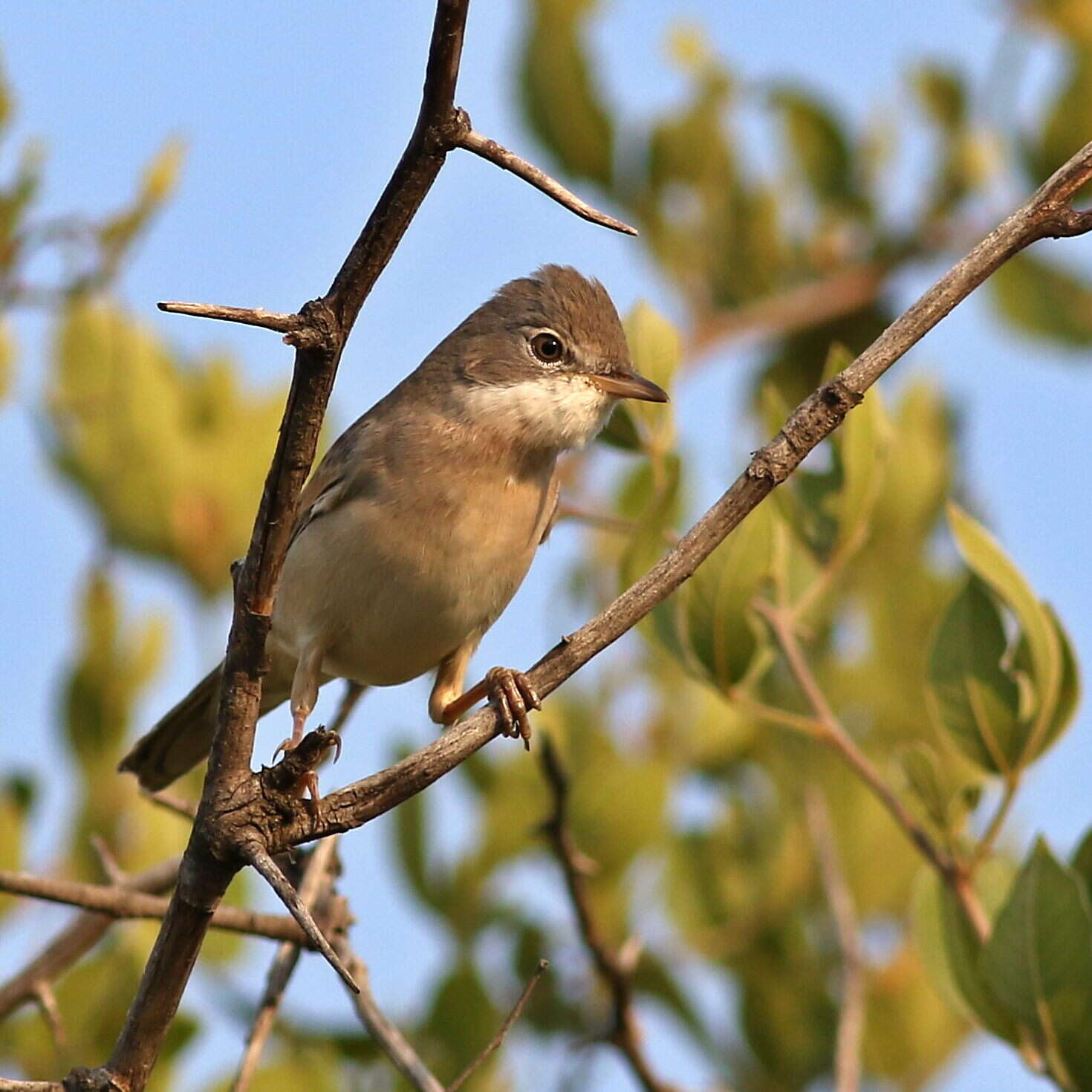 Image of Sylvia communis