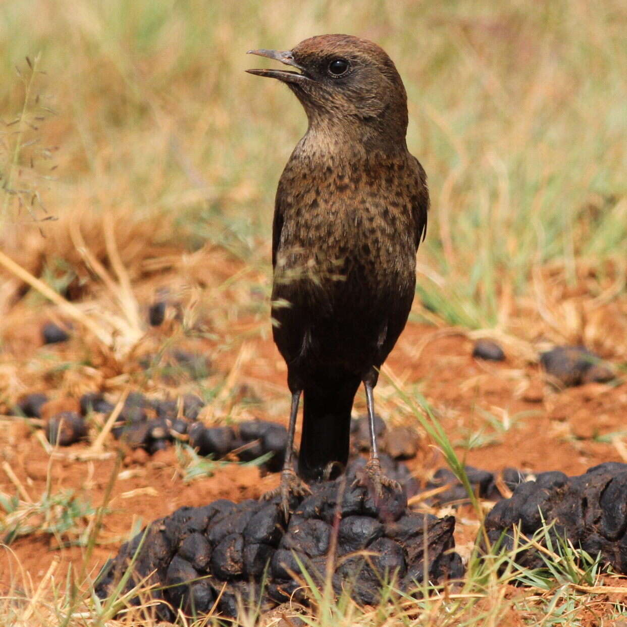 Image of Ant-eating Chat