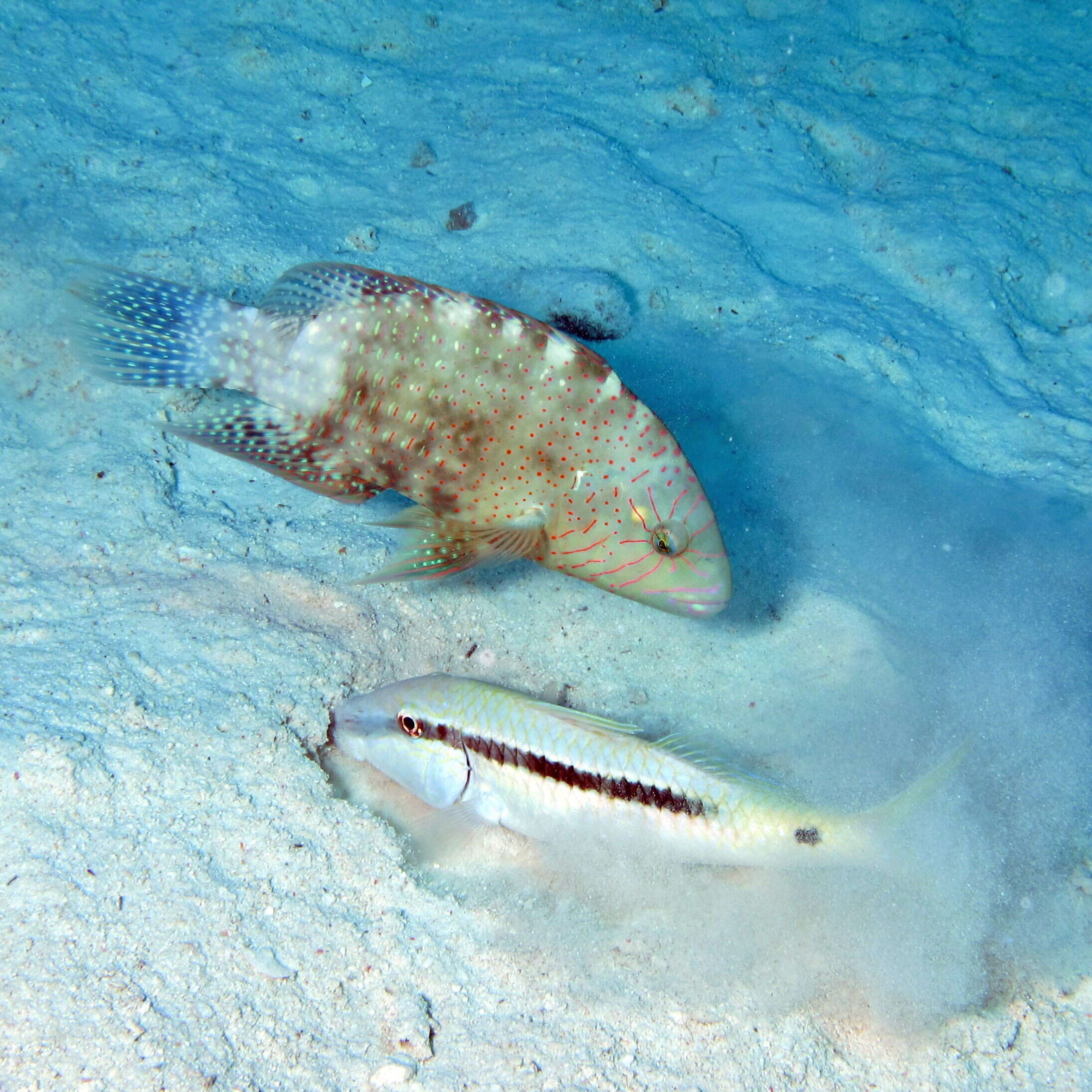 Image of Abudjubbe’s splendor wrasse