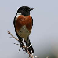 Image of African Stonechat