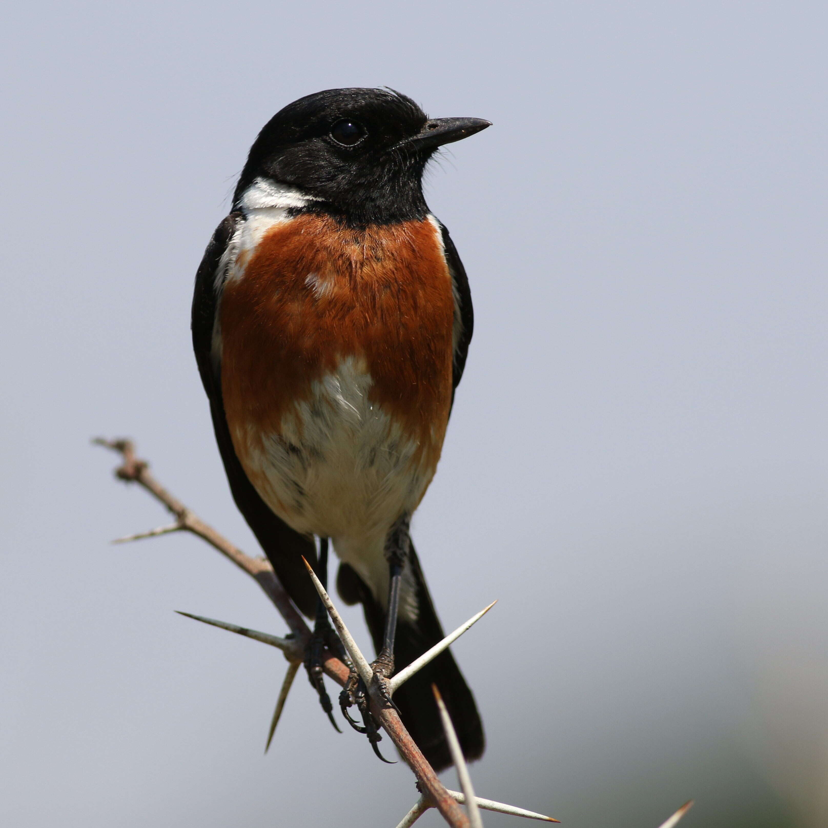 Image of African Stonechat