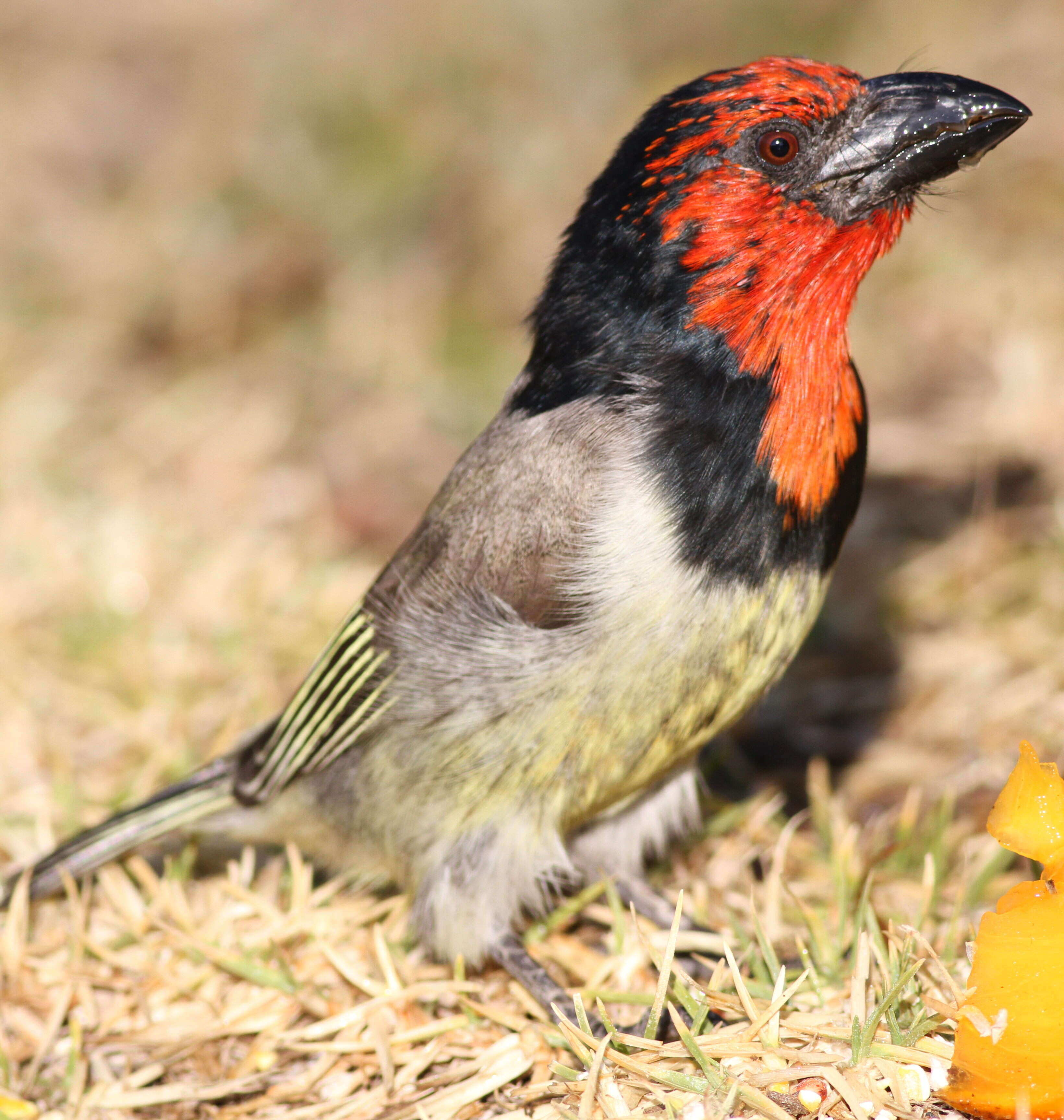 Image of Black-collared Barbet