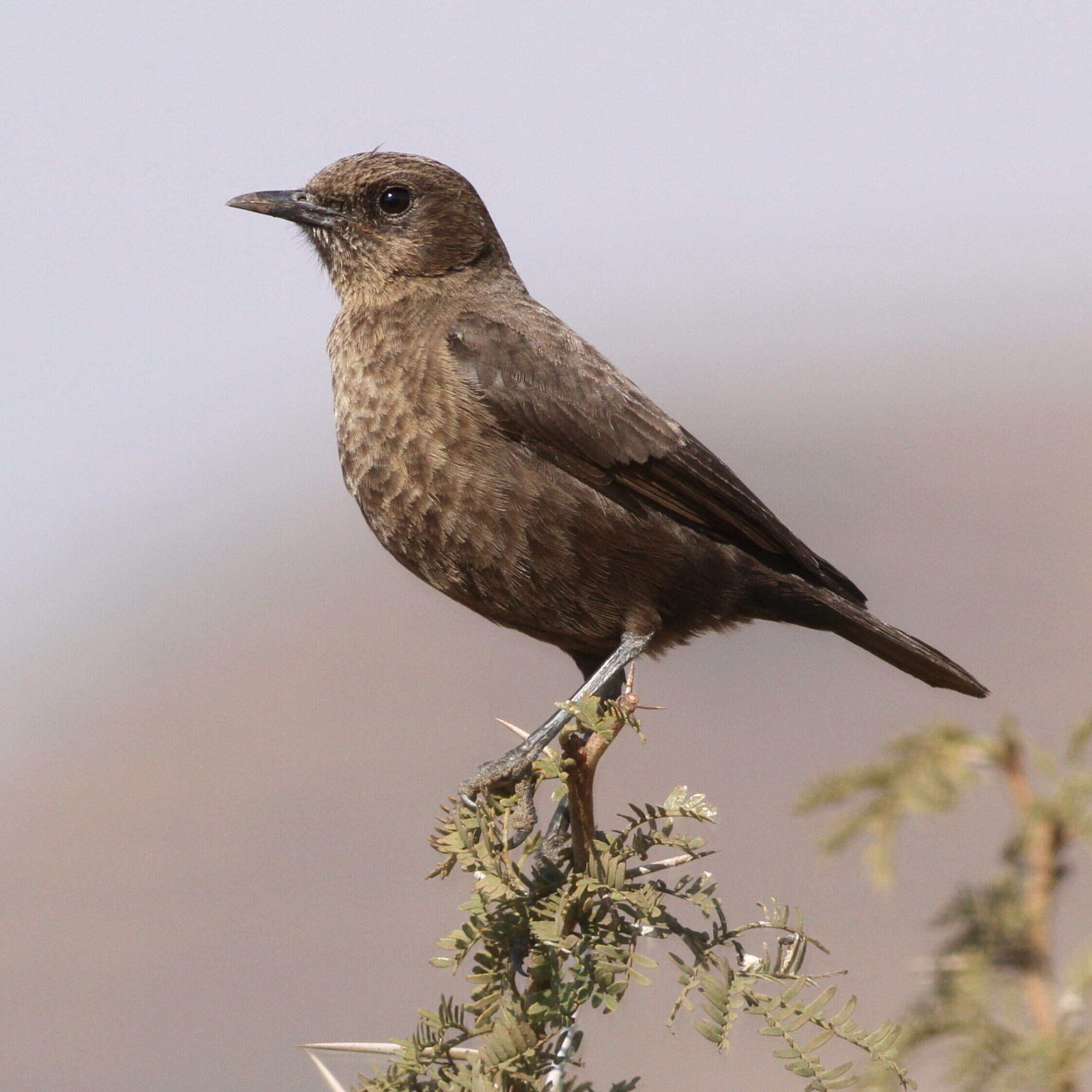 Image of Ant-eating Chat