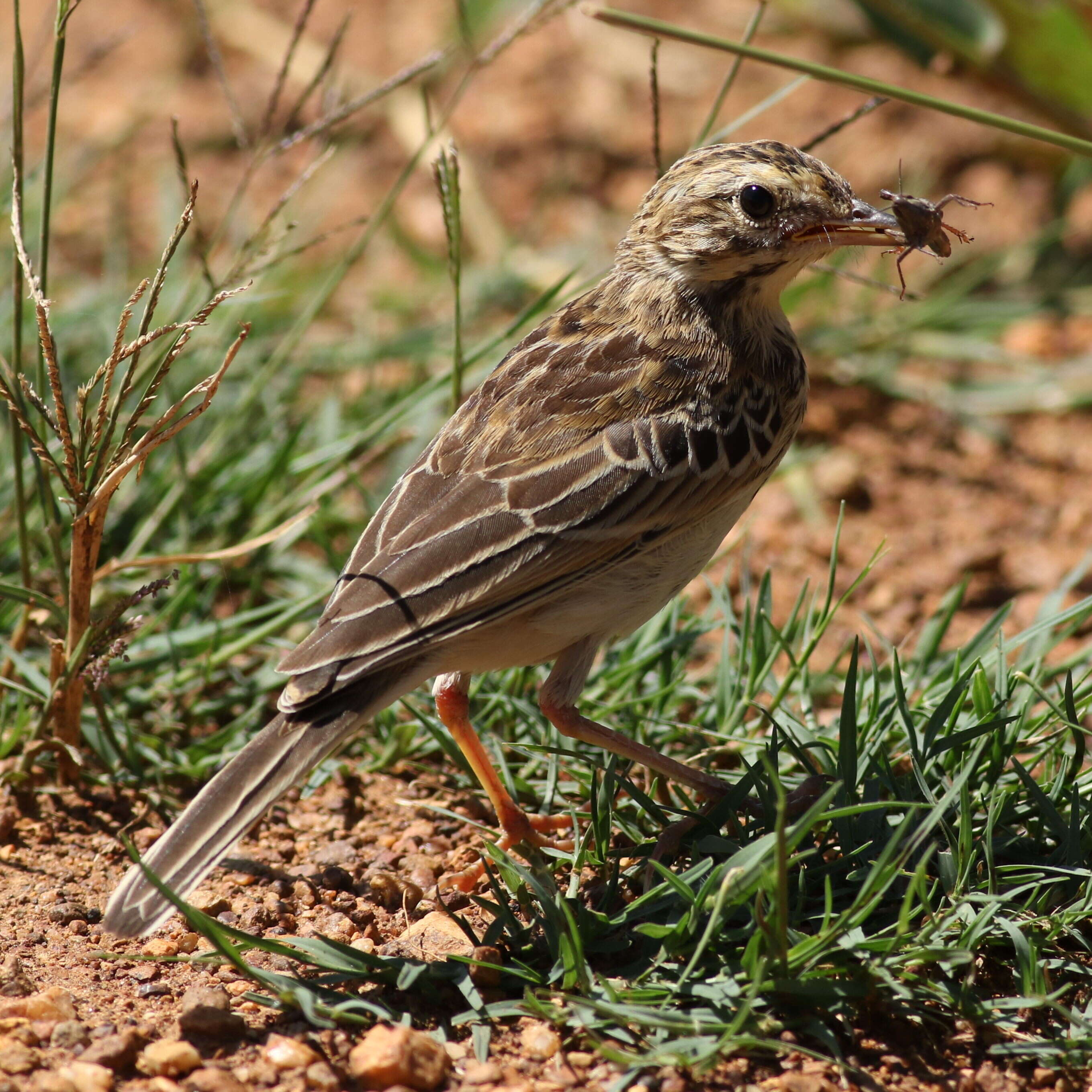 Image of African Pipit