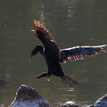 Plancia ëd Phalacrocorax capensis (Sparrman 1788)