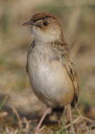 Слика од Cisticola textrix (Vieillot 1817)