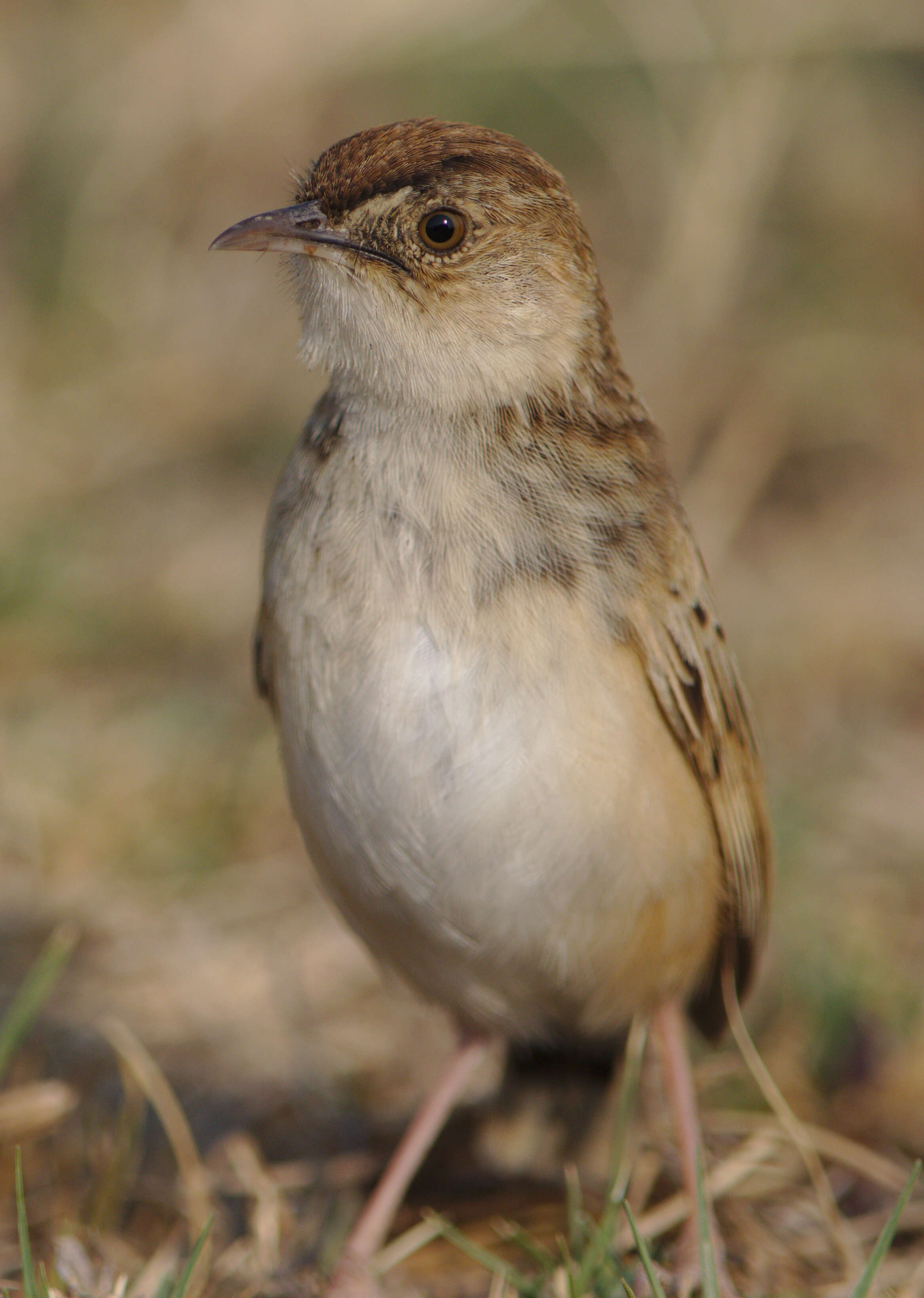 Слика од Cisticola textrix (Vieillot 1817)