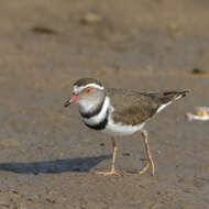 Image of African Three-banded Plover