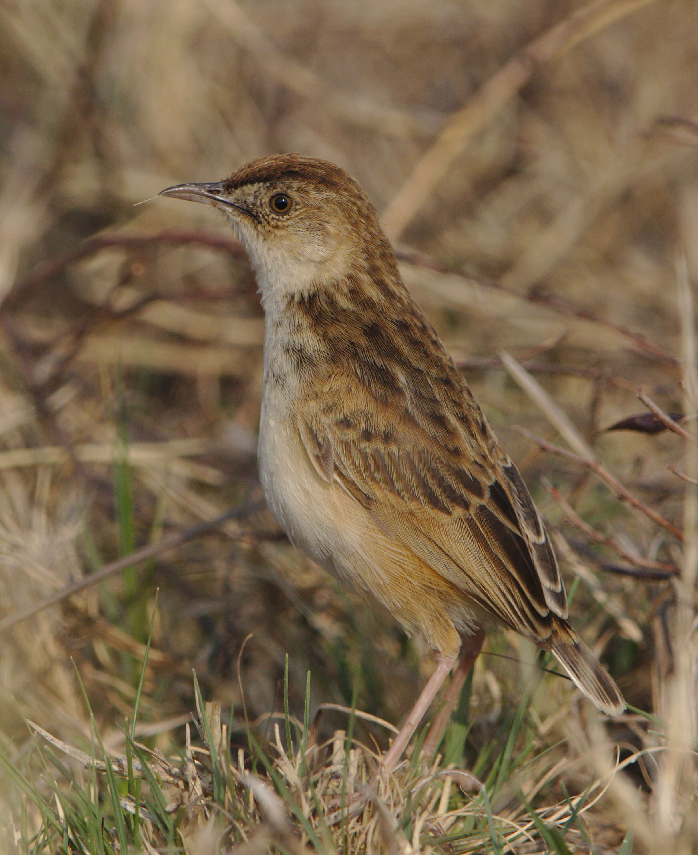 Слика од Cisticola textrix (Vieillot 1817)