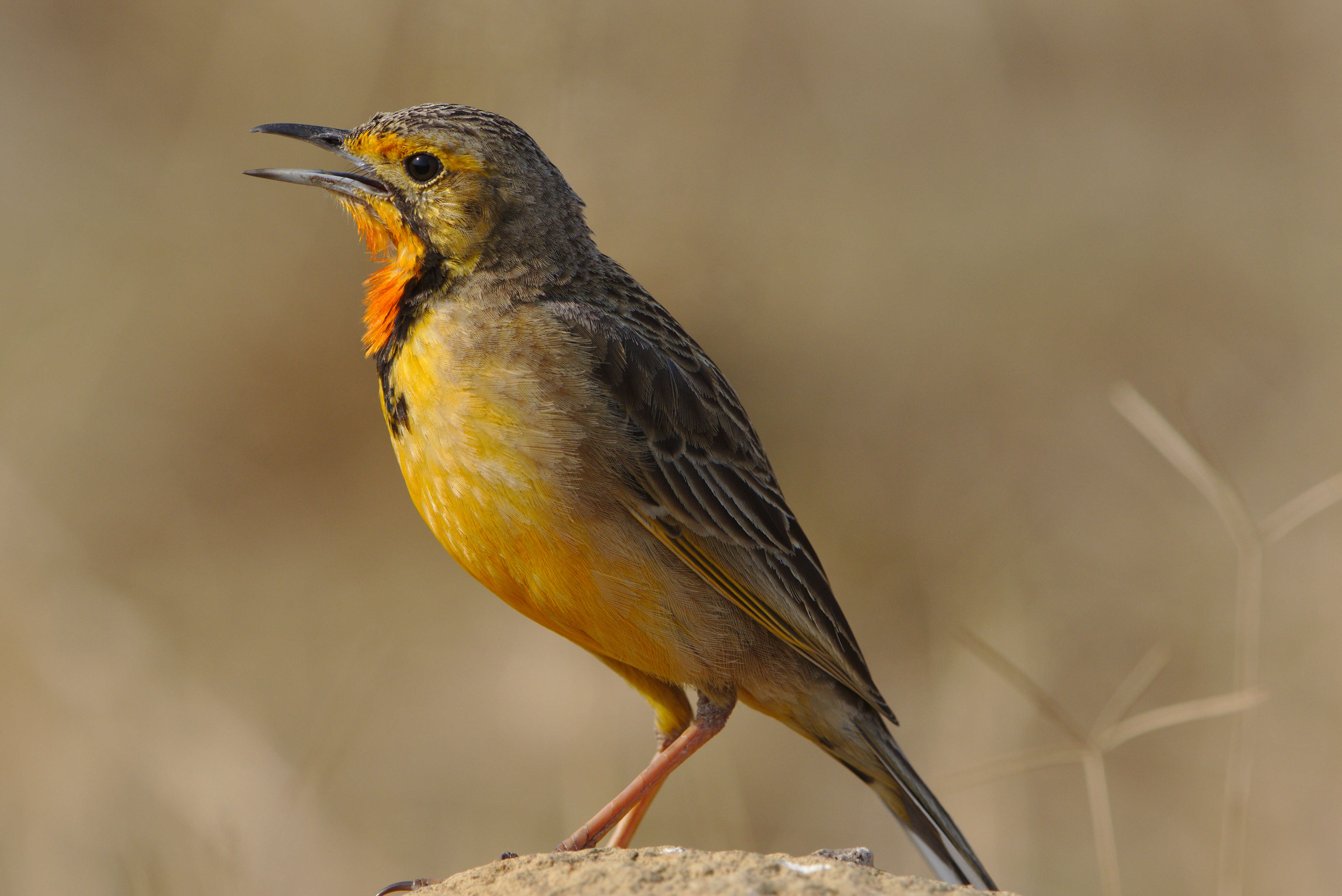 Image of Cape Longclaw