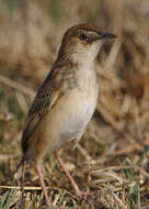 Слика од Cisticola textrix (Vieillot 1817)