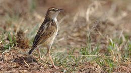 Слика од Cisticola textrix (Vieillot 1817)