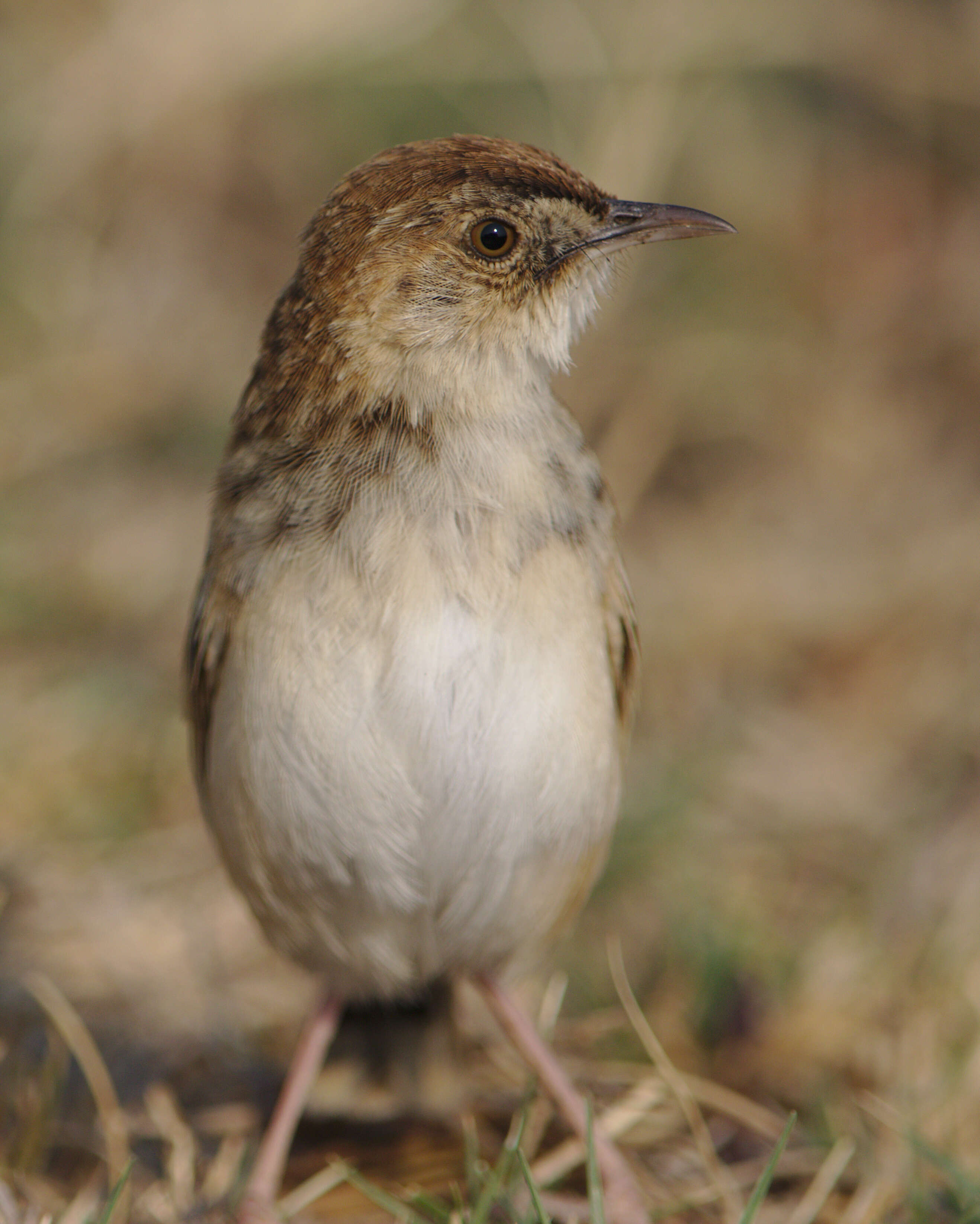 Слика од Cisticola textrix (Vieillot 1817)