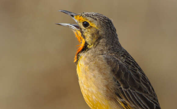 Image of Cape Longclaw