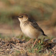 Слика од Cisticola textrix (Vieillot 1817)