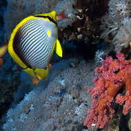 Image of Black-back Butterflyfish