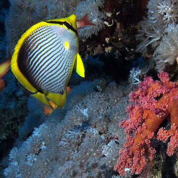 Image of Black-back Butterflyfish