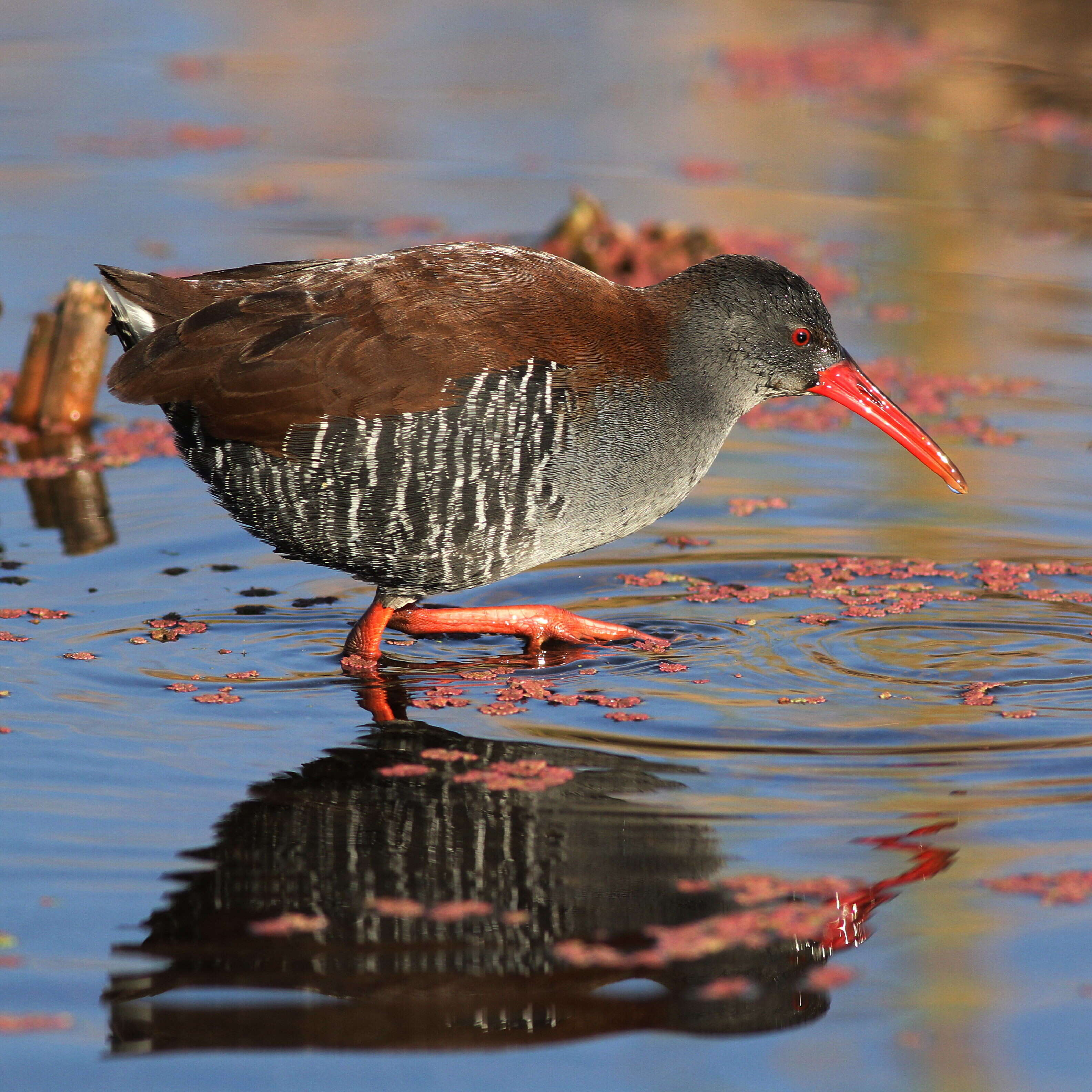 Image of African Rail