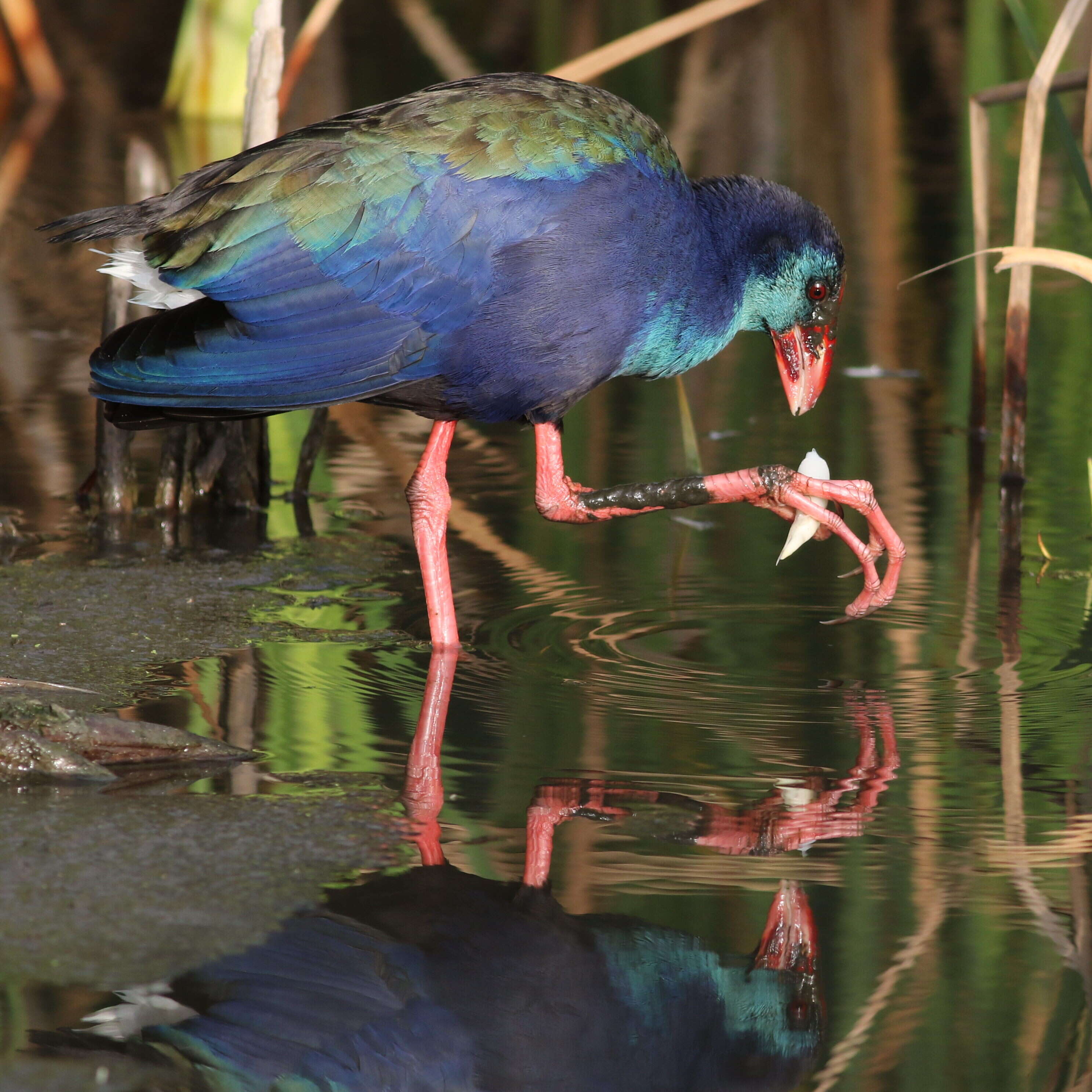 Image of African Swamphen