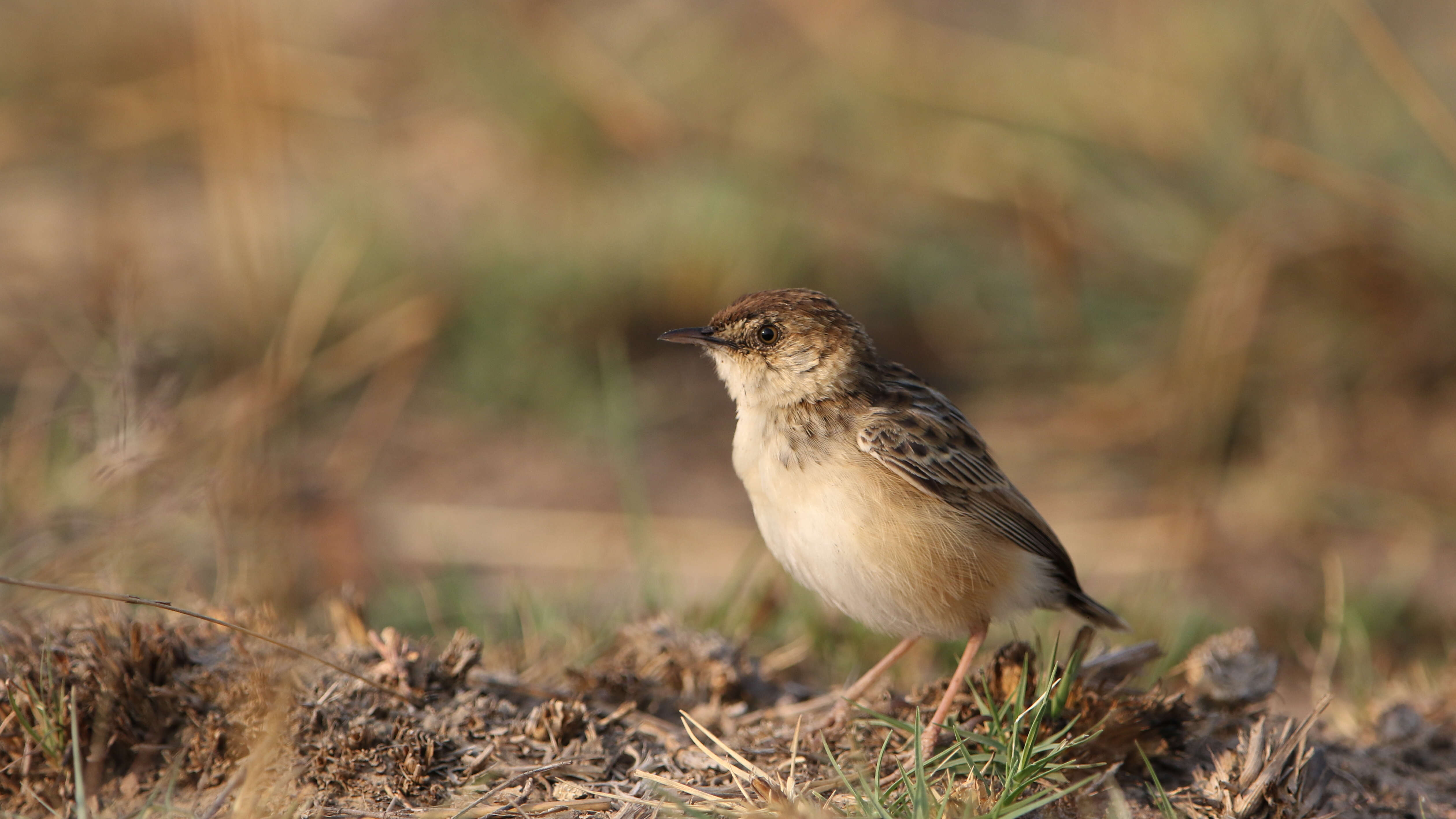 Слика од Cisticola textrix (Vieillot 1817)