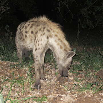 Image of Spotted Hyaenas