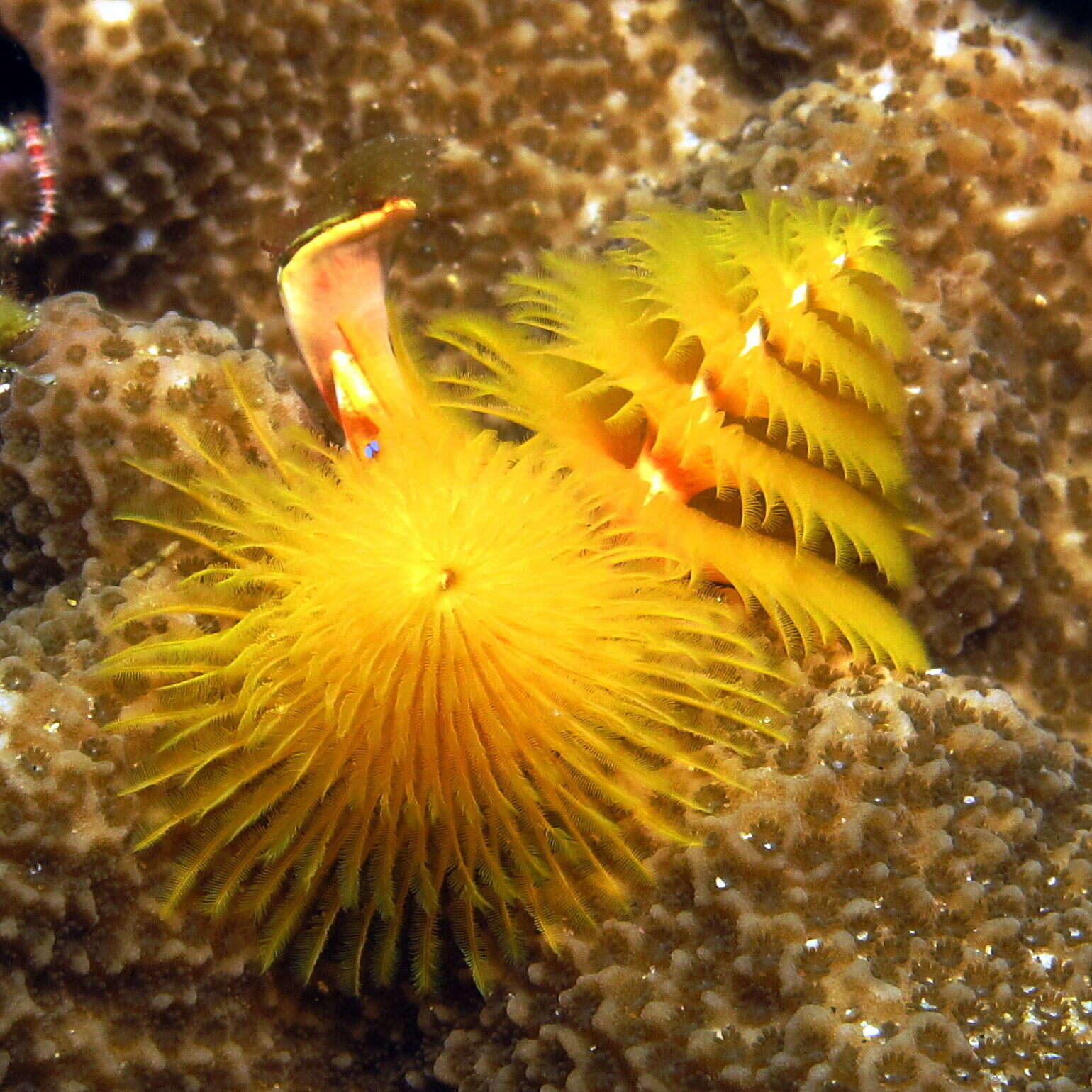 Image of Christmas tree worm