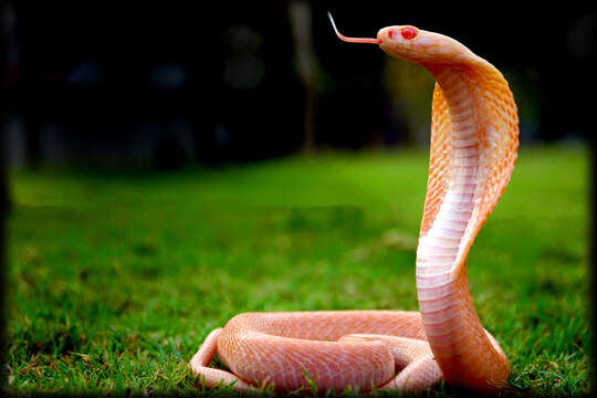 Image of Indian cobra