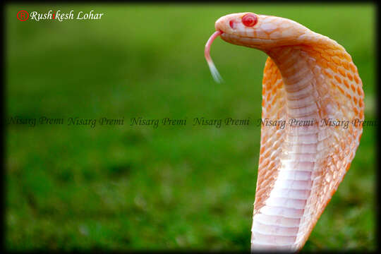 Image of Indian cobra