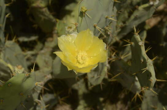 Image of Opuntia dillenii