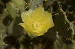 Image of Opuntia dillenii