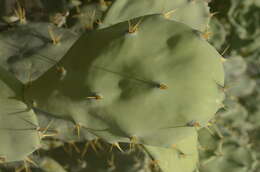 Image of Opuntia dillenii