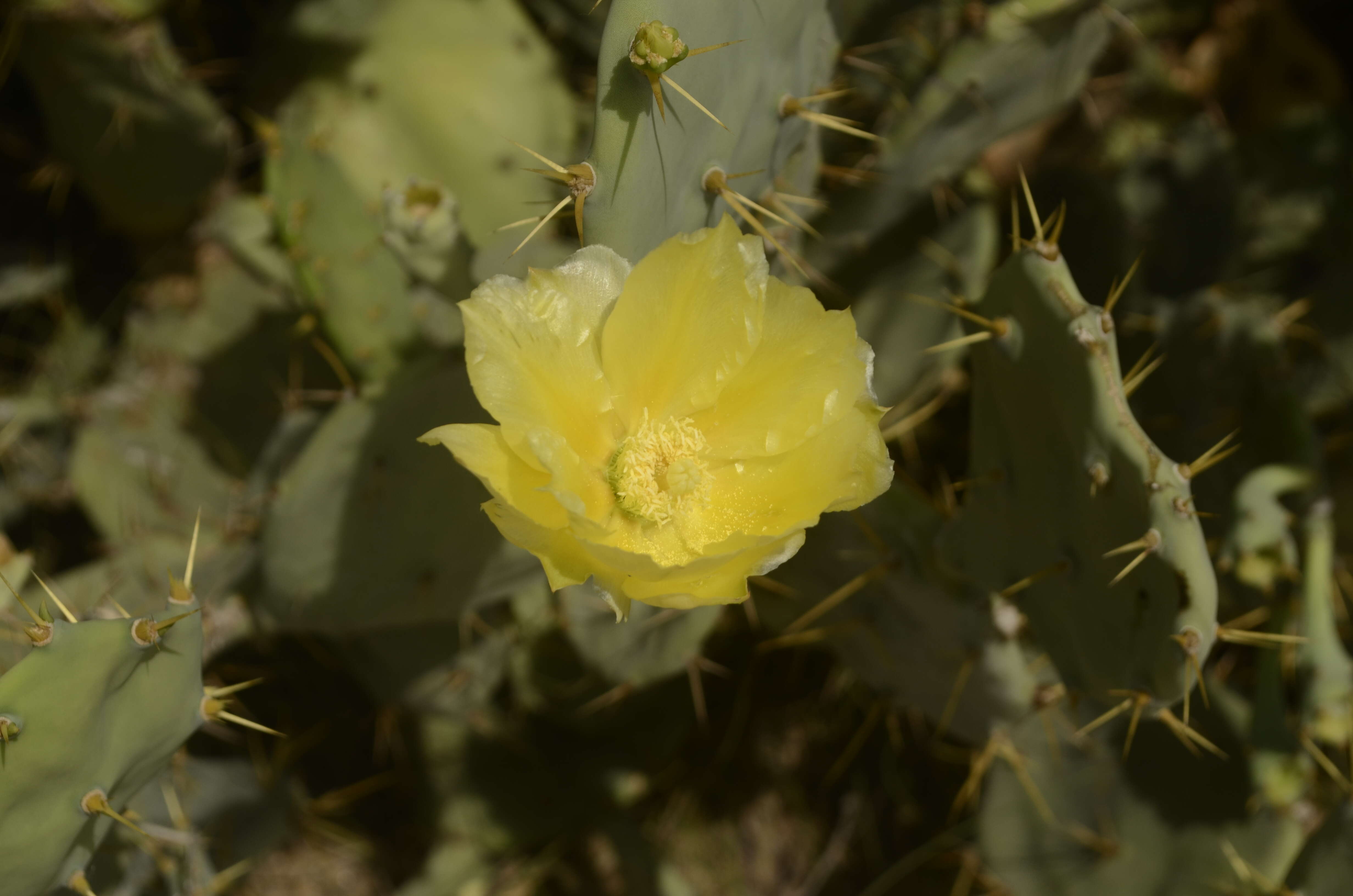 Image of Opuntia dillenii