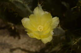 Image of Opuntia dillenii