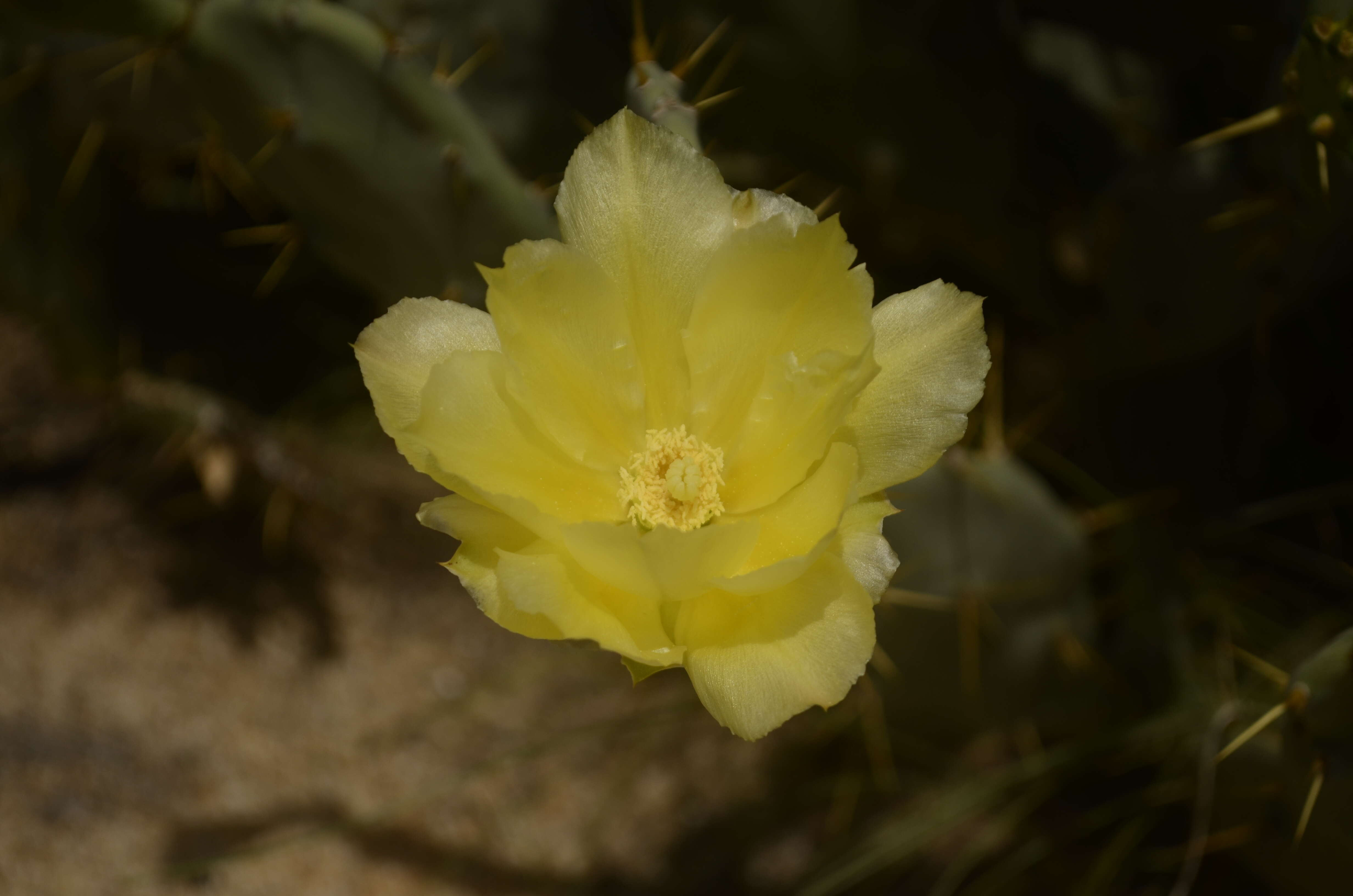 Image of Opuntia dillenii