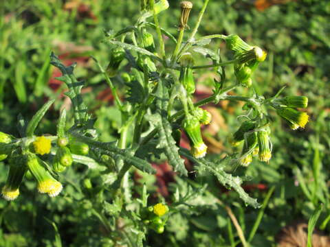 Image of groundsel