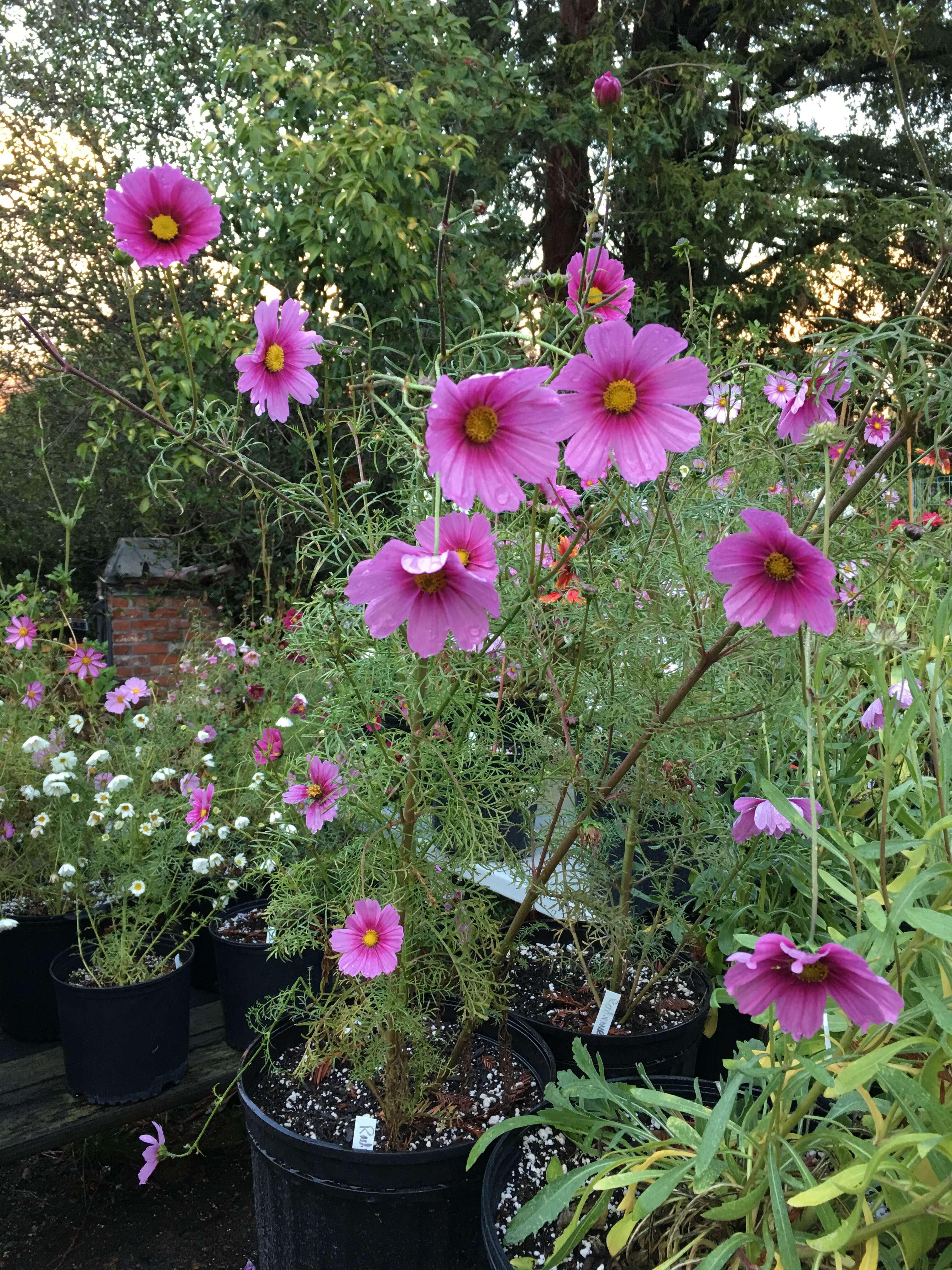 Image of garden cosmos