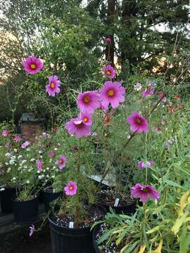 Image of garden cosmos