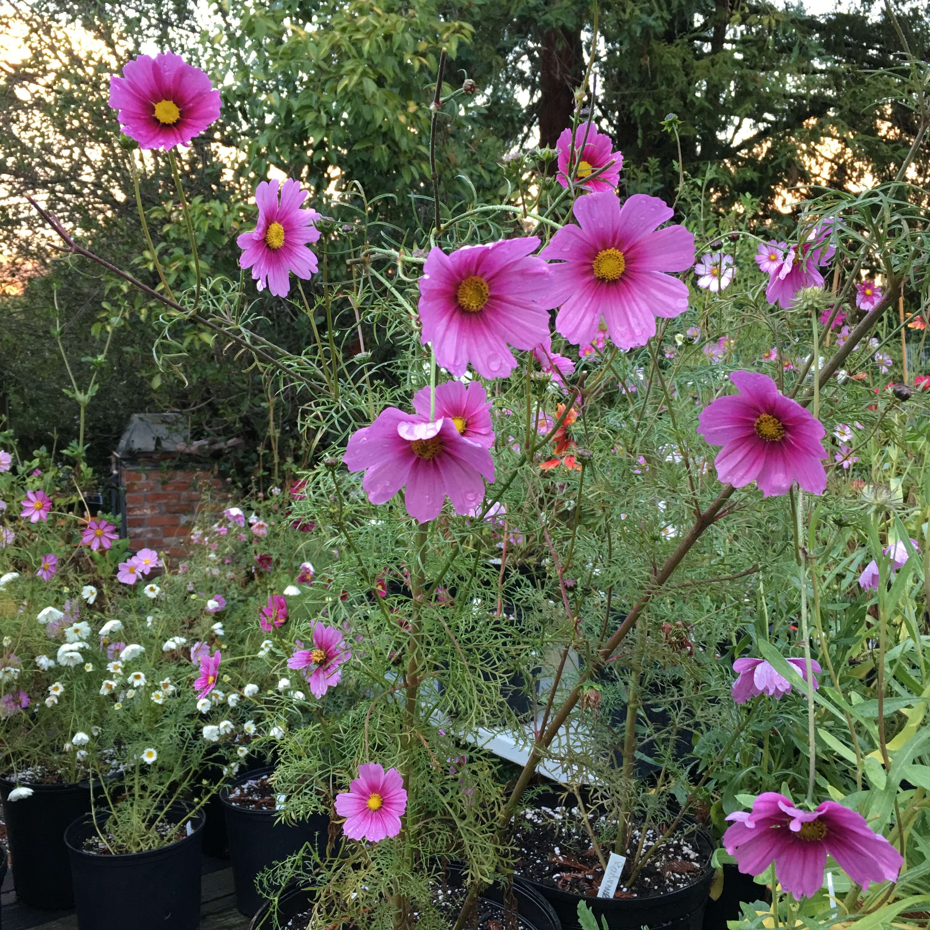 Image of garden cosmos