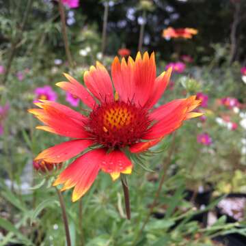 Image of Common perennial gaillardia