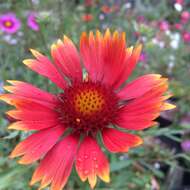 Image of Common perennial gaillardia