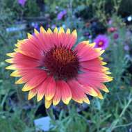 Image of Common perennial gaillardia