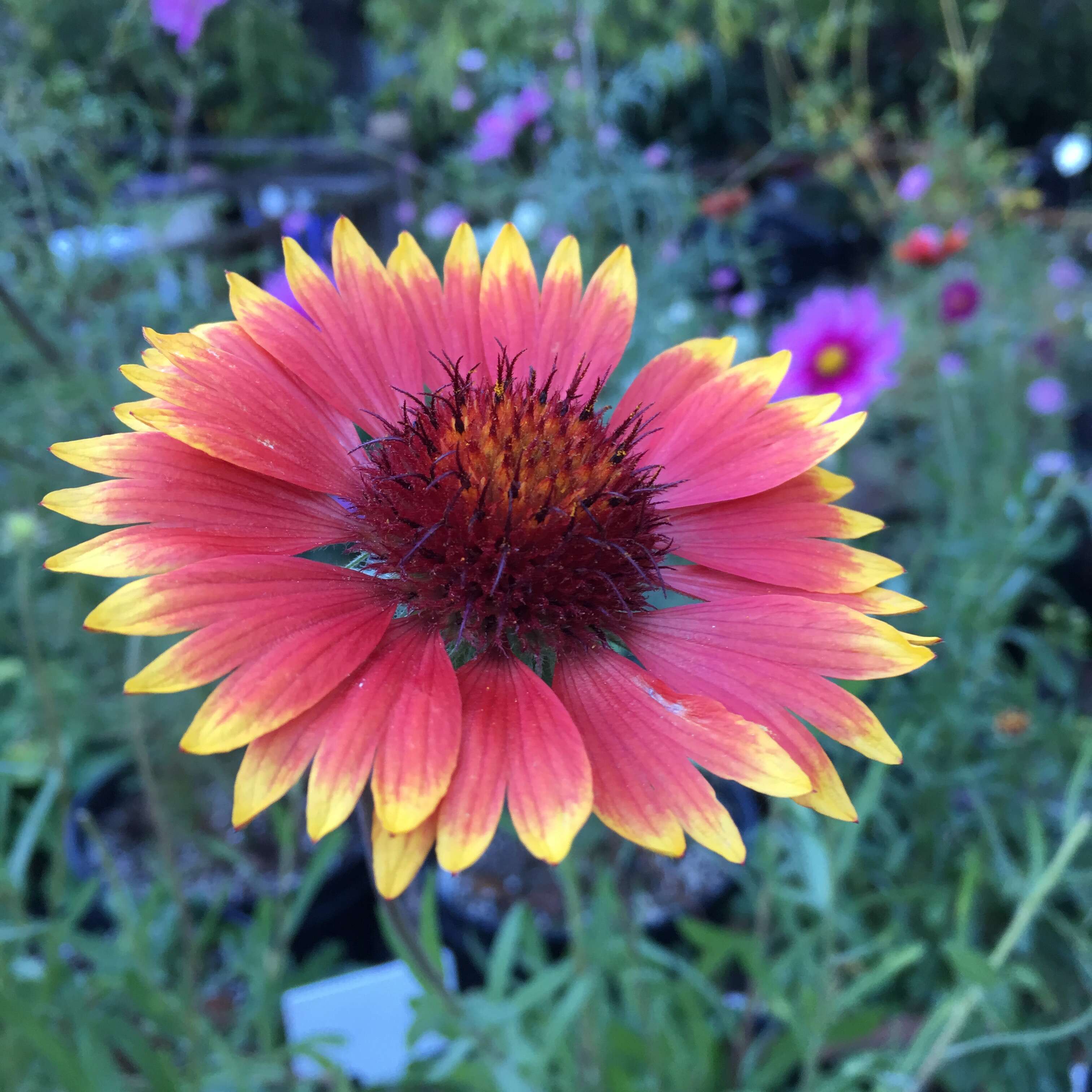 Image of Common perennial gaillardia