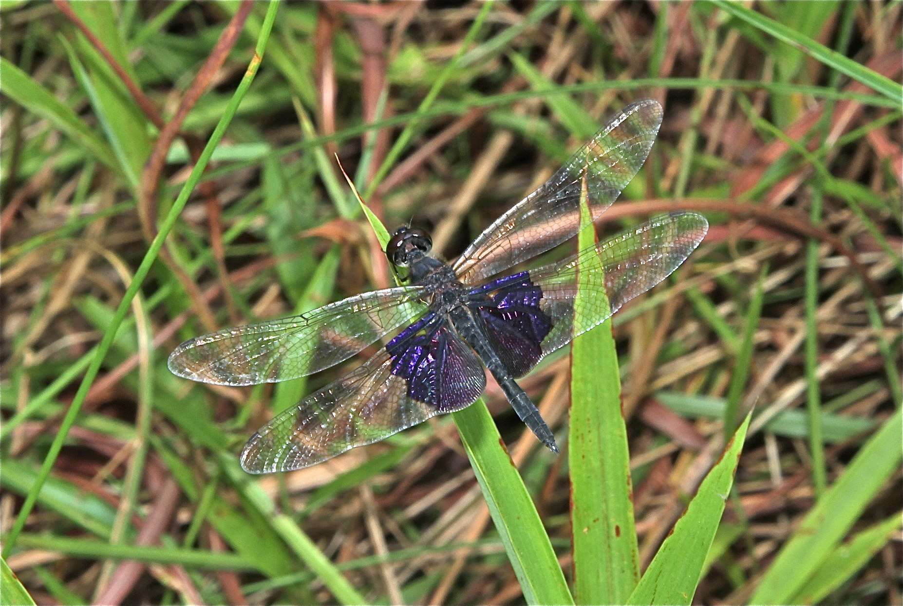 Image of Phantom Flutterer