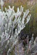 Sivun Leucospermum royenifolium (Salisb. ex Knight) Stapf kuva