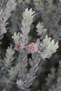 Plancia ëd Leucospermum wittebergense Compton