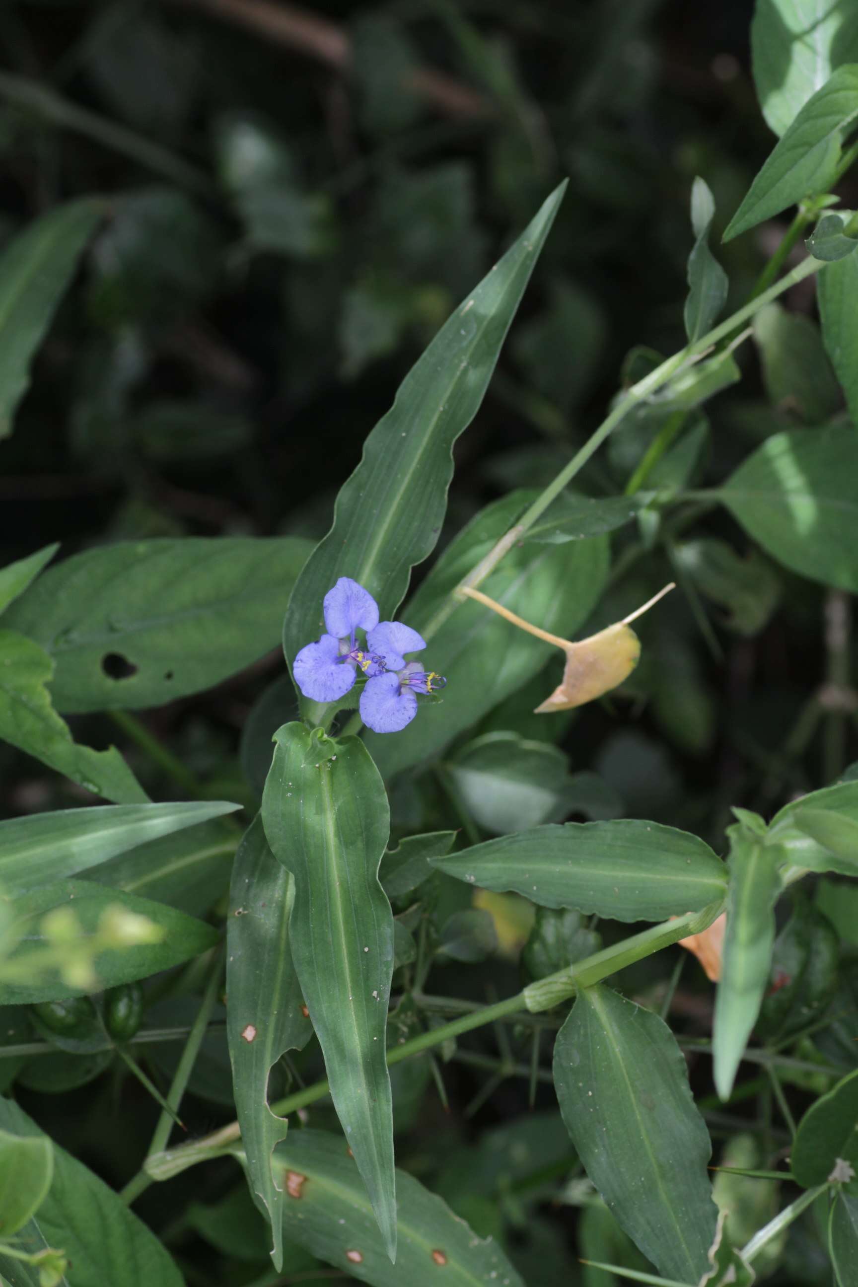 Image of Commelina eckloniana Kunth